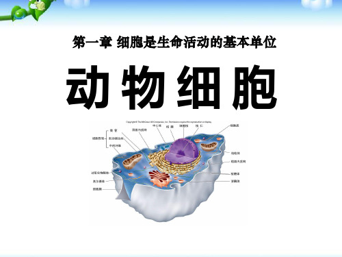 人教版七年级上册 生物 2. 动物细胞课件