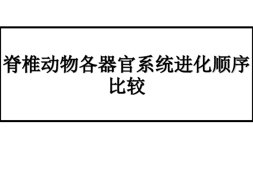 生物竞赛脊椎动物各器官系统进化顺序比较