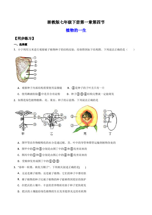 1.4植物的一生(练习)(原卷版)