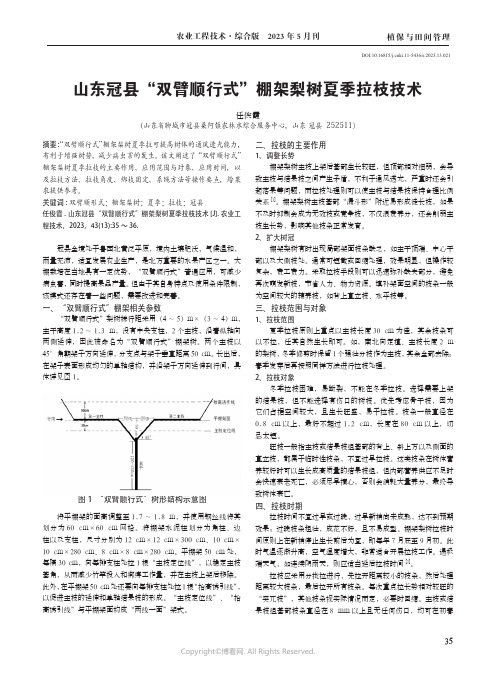 山东冠县“双臂顺行式”棚架梨树夏季拉枝技术