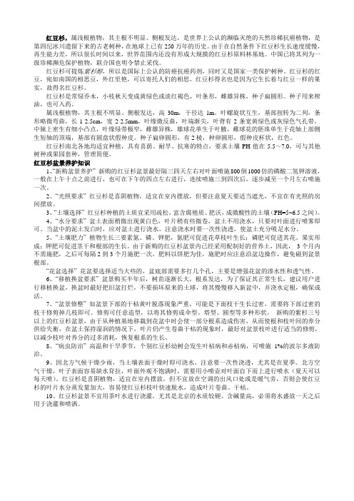 红豆杉