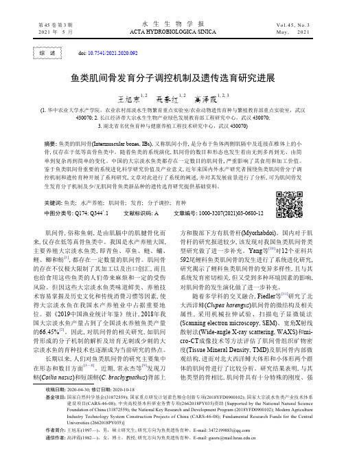 鱼类肌间骨发育分子调控机制及遗传选育研究进展