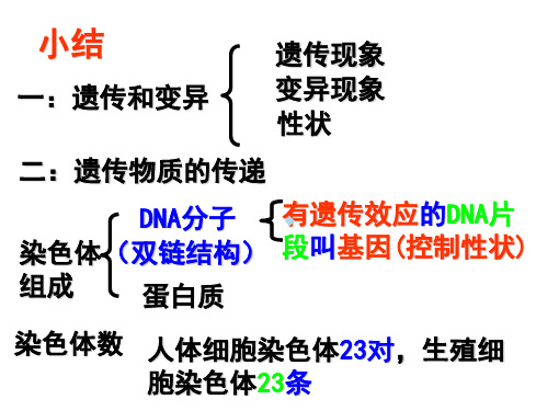 科学九年级下册复习课件