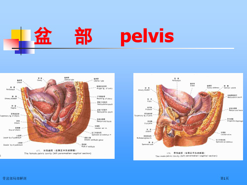 骨盆部局部解剖