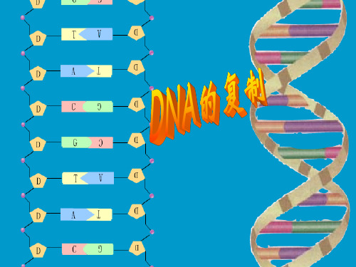 DNA的半保留复制-2 PPT课件