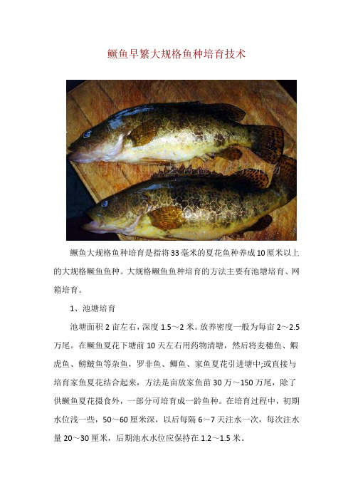鳜鱼早繁大规格鱼种培育技术