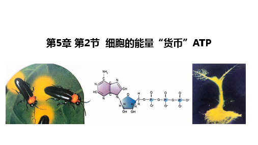 细胞的能量“货币”ATP课件-高一生物人教版必修1