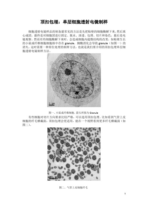 顶扣包埋单层细胞透射电镜制样