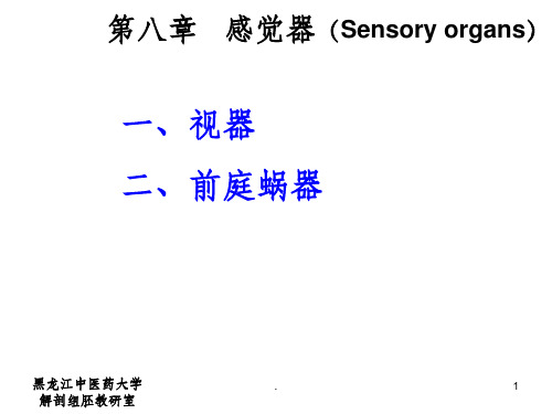 正常人体解剖学-第八章-感觉器