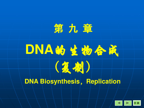 DNA的生物合成