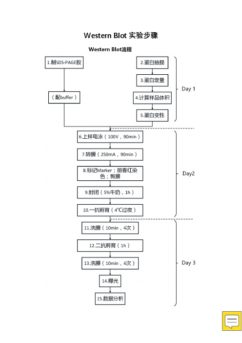 western blot实验流程(自己整理)