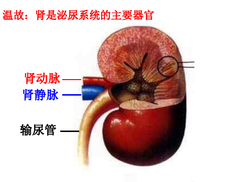 七年级生物下册第二单元第三章第二节《排泄》课件(新版)冀教版