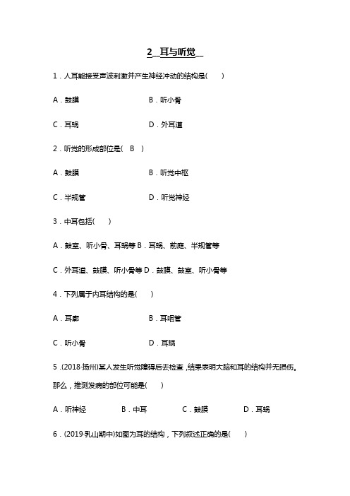 华东师大版科学八年级下册：3.2耳与听觉 同步测试(含答案)