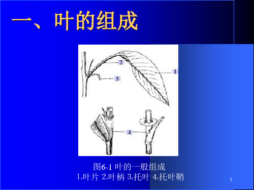 药用植物学课件叶