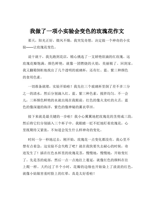 我做了一项小实验会变色的玫瑰花作文