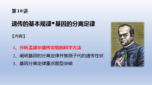 【课件】2023届高三生物一轮复习基因的分离定律