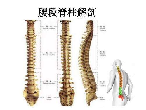 腰部脊柱解剖