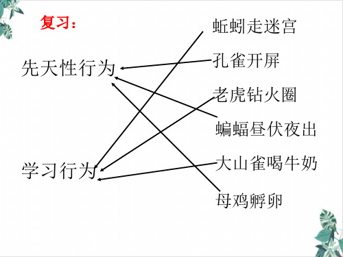 人教版初中生物社会行为课文课件PPT