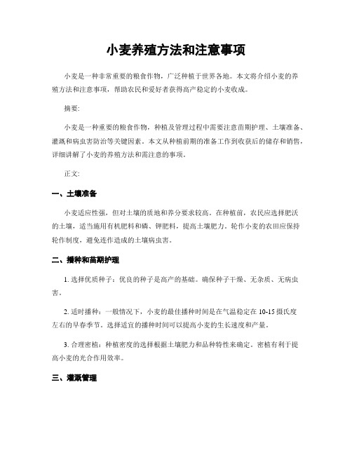 小麦养殖方法和注意事项