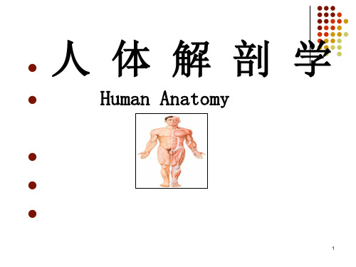 人体解剖学PPT：骨和骨连结总论、躯干骨及其连结