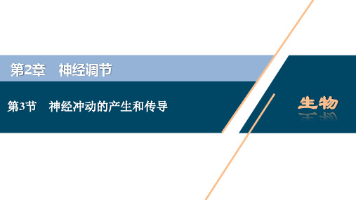 2-3 神经冲动的产生和传导