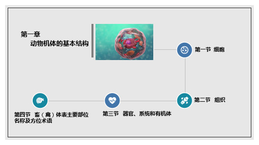 动物解剖生理——上皮组织