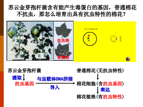 工具酶的发现和基因工程的诞生