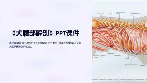 《犬腹部解剖》课件