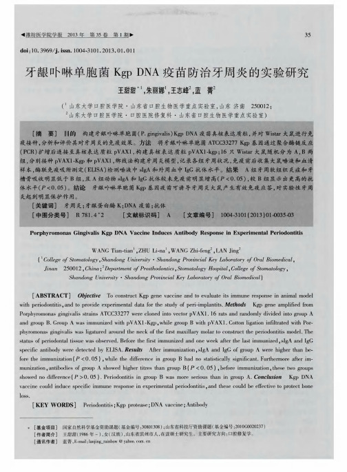 牙龈卟啉单胞菌KgpDNA疫苗防治牙周炎的实验研究