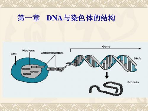 第一章 DNA与染色体的结构