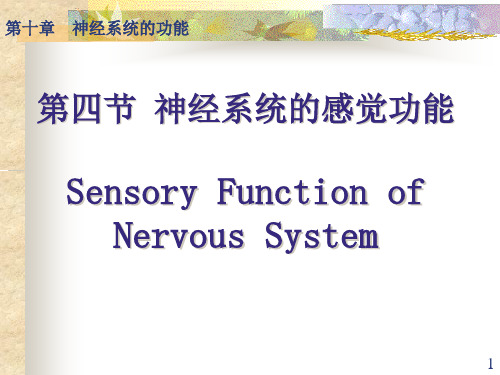 神经系统的感觉功能