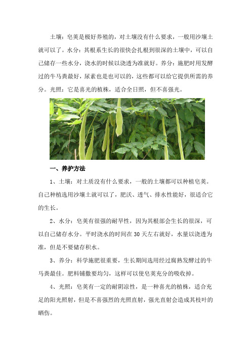 皂荚的养殖方法和注意事项