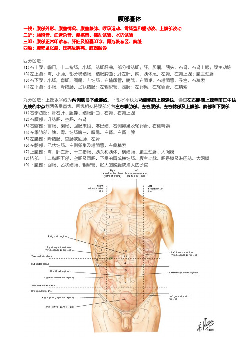 5. 腹部