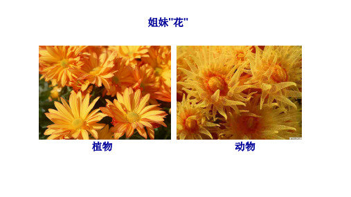 5.1.1 腔肠动物