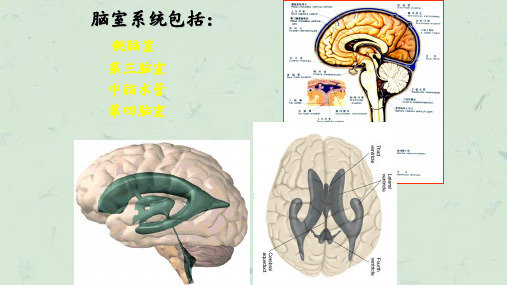 脑室断层解剖课件