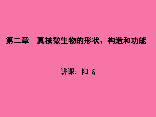 第二章21真核微生物的形态、构造和功能ppt课件