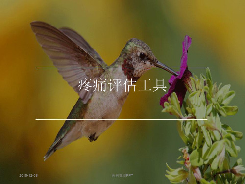 疼痛评估工具