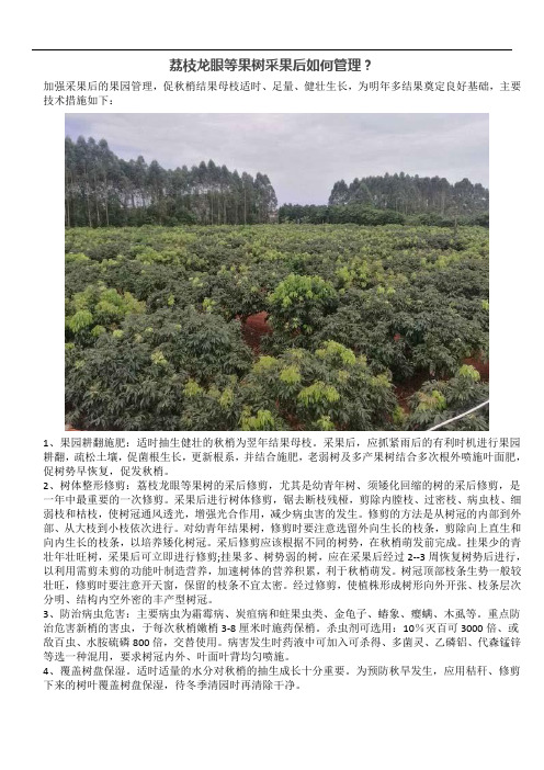 荔枝龙眼等果树采果后如何管理