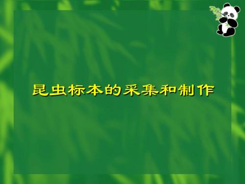 昆虫标本的采集和制作