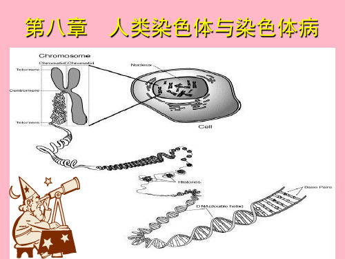 【精品课件】人类染色体和染色体的识别