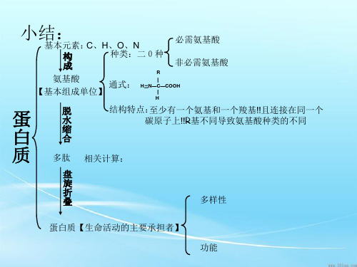 高中生物蛋白质