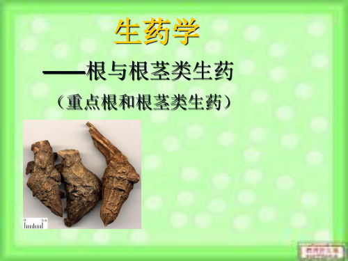 重点根与根茎类