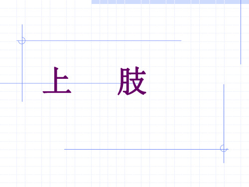 解剖学《上肢》课件