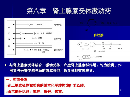 《肾上腺素受体药》PPT课件