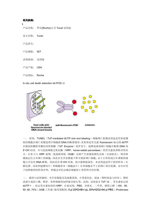 TUNEL染色