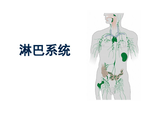 人体解剖学课件——淋巴系