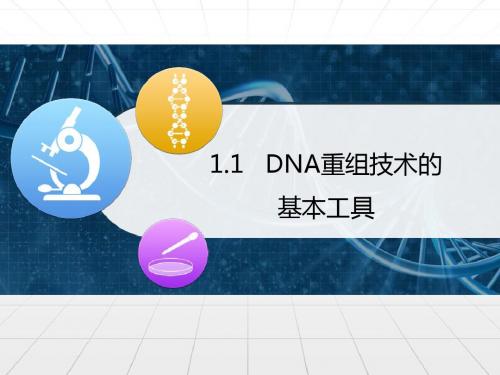 《DNA重组技术的基本工具》课件