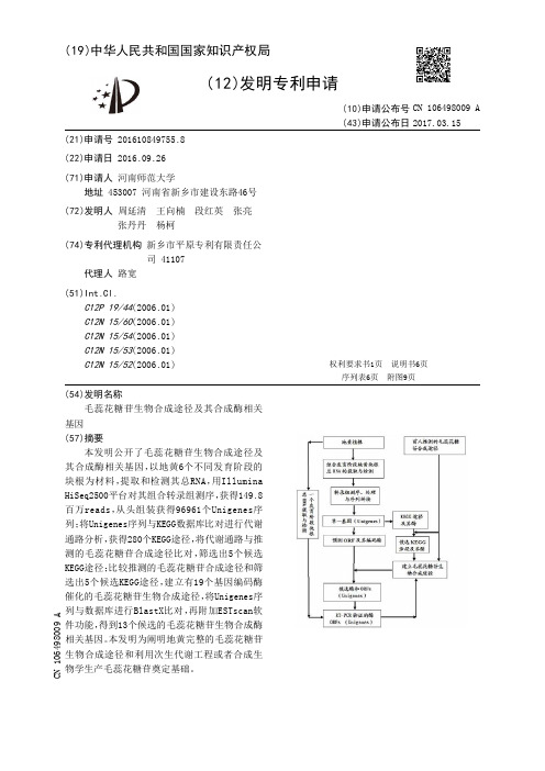 毛蕊花糖苷生物合成途径及其合成酶相关基因[发明专利]