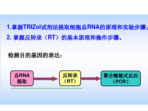 实验八总RNA提取和反转录教案