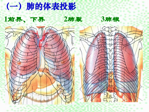 肺及肺段解剖_PPT幻灯片